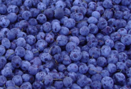 Sell  Bilberry  Anthocyanin